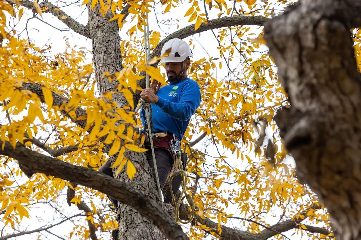 Skilled Storm Damage Cleanup crew working in Lamont